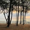 Alberi su una spiaggia con il mare in lontananza e un cielo al tramonto.